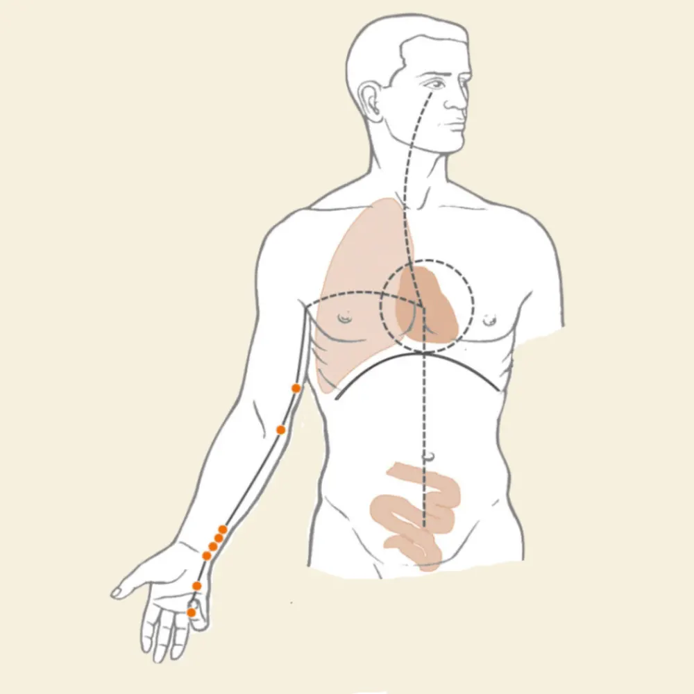 הדמיית מרידיאן הלב
